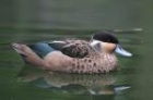 Hottentot Teal by Mick Dryden