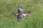 Comb Duck by Mick Dryden