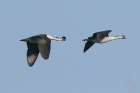 Comb Duck by Mick Dryden