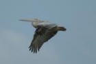 Pink-backed Pelican by Mick Dryden Pink-backed Pelican by Mick Dryden