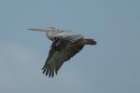 Pink-backed Pelican by Mick Dryden