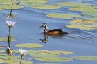 Pygmy Goose by Mick Dryden