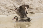 Red billed Teal by Mick Dryden Red billed Teal by Mick Dryden