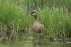 Red billed Teal by Mick Dryden