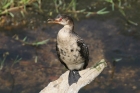 Reed Cormorant by Mick Dryden