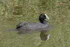 Red knobbed Coot by Mick Dryden