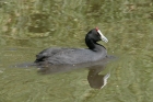 Red knobbed Coot by Mick Dryden Red knobbed Coot by Mick Dryden