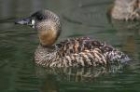 White backed Duck by Mick Dryden