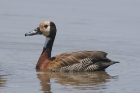 White faced Whistling Duck by Mick Dryden White faced Whistling Duck by Mick Dryden