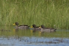 Yellow billed Duck by Mick Dryden