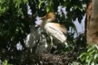 Cattle Egret by Mick Dryden