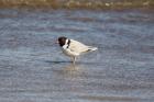 Hooded Plover by Mick Dryden