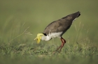 Masked Lapwing by Kris Bell