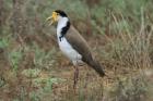 Masked Lapwing by Mick Dryden