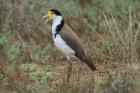 Masked Lapwing by Mick Dryden Masked Lapwing by Mick Dryden