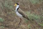 Masked Lapwing by Mick Dryden