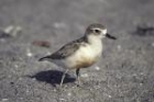 New Zealand Dotterel by Mick Dryden New Zealand Dotterel by Mick Dryden