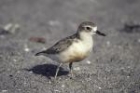 New Zealand Dotterel by Mick Dryden