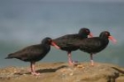 Sooty Oystercatcher by Mick Dryden