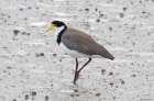 Spur-winged Plover by Tim Ransom