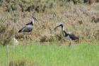 Straw-necked Ibis by Mick Dryden Straw-necked Ibis by Mick Dryden