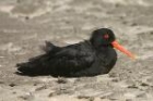 Variable Oystercatcher by Mick Dryden