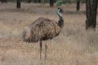 Emu by Mick Dryden Emu by Mick Dryden