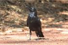 Australian Raven by Mick Dryden