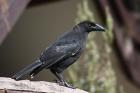 Black Currawong by Mick Dryden