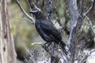 Black Currawong by Mick Dryden