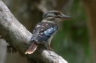 Blue-winged Kookaburra by Mick Dryden