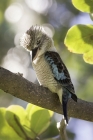 Blue-winged Kookaburra by Kris Bell