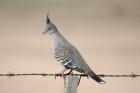 Crested Pigeon by Mick Dryden