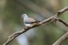 Diamond Dove by Mick Dryden Diamond Dove by Mick Dryden