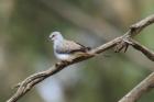 Diamond Dove by Mick Dryden