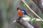 Flame Robin by Mick Dryden Flame Robin by Mick Dryden
