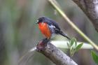 Flame Robin by Mick Dryden