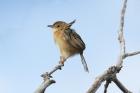 Golden-headed Cisticola by Mick Dryden Golden-headed Cisticola by Mick Dryden