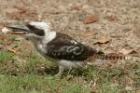 Laughing Kookaburra by Mick Dryden