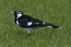 Magpie Lark by Mick Dryden