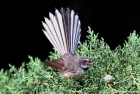 New Zealand Fantail by Tim Ransom
