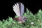 New Zealand Fantail by Tim Ransom New Zealand Fantail by Tim Ransom