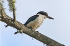 NewZealand Kingfisher by Tim Ransom