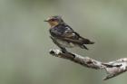 Welcome Swallow by Mick Dryden Welcome Swallow by Mick Dryden