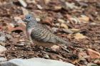 Peaceful Dove by Mick Dryden