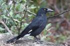 Pied Currawong by Mick Dryden