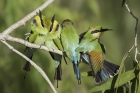 Rainbow Bee-eaters by Kris Bell