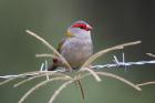 Red-browed Finch by Mick Dryden Red-browed Finch by Mick Dryden