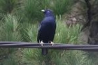 Satin Bowerbird by Mick Dryden