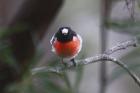 Scarlet Robin by Mick Dryden Scarlet Robin by Mick Dryden